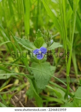 Purple tiny flower (Veronica chamaedrys) in the green grass (macro,  full face, verical photo).