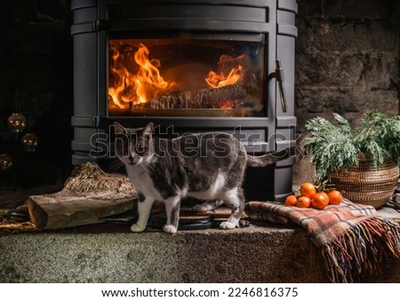 cat near a burning fireplace
