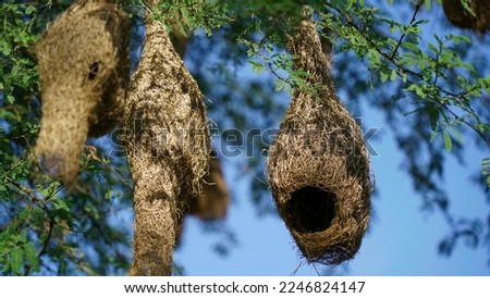 Nests, weaver bird Nest made of hay ,Skylark nests on branches in the area to come naturally.