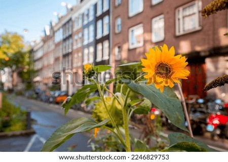 Street in Amsterdam, defocused background behind a decorative sunflower blossom