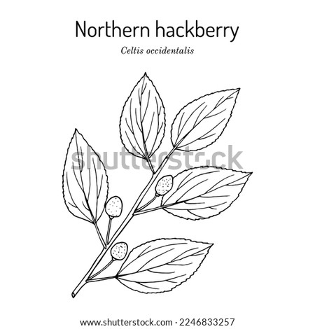 Northern hackberry (Celtis occidentalis), edible and medicinal plant. Hand drawn botanical vector illustration Royalty-Free Stock Photo #2246833257