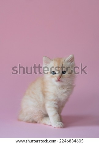 A cute ginger kitten on pink background. Playful and funny pet, blank for advertising, poster, sale, veterinary clinic. Copy space.