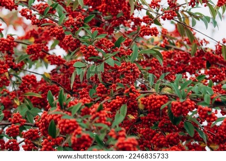Bunches of Berry-like Fruits of the Red Firethorn (Pyracantha)   Royalty-Free Stock Photo #2246835733