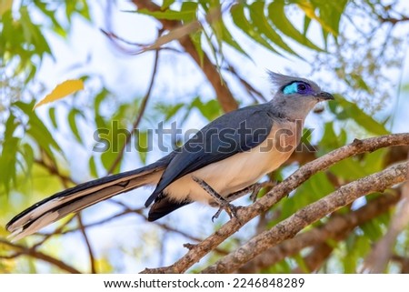 Crested coua (Coua cristata), medium sized endemic bird, member of the cuckoo family, Cuculidae. Kirindy Forest, Madagascar wildlife animal Royalty-Free Stock Photo #2246848289