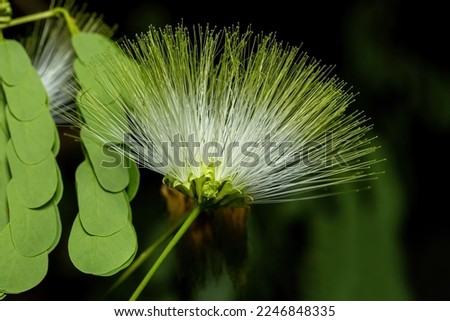 Albizia lebbeck is a species of Albizia. Kirindy forest Madagascar flora Royalty-Free Stock Photo #2246848335