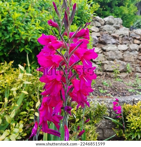 Pink Gladioli flower (latin name Gladiolus byzantinus) Royalty-Free Stock Photo #2246851599