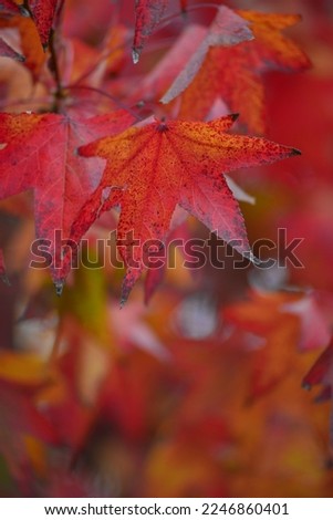Autumn foliage in red orange and yellow colors