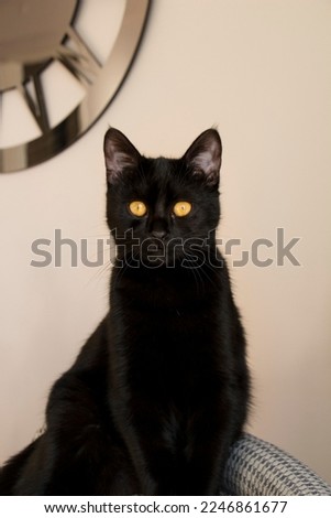 there is a beautiful black cat 