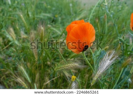 black spotted poppy flower in orange,close-up single poppy flower,