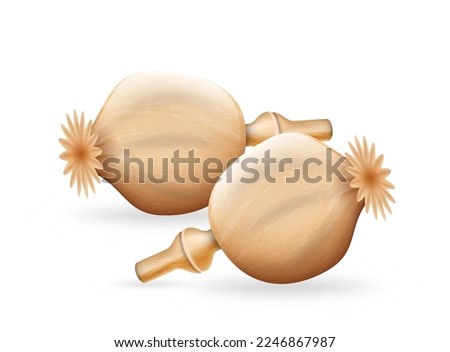 Nutmeg nut realistic. Aromatic, flavorful spice for cooking, baking, health food and medicine. Traditional winter herb and spice isolated on white background. Vector illustration