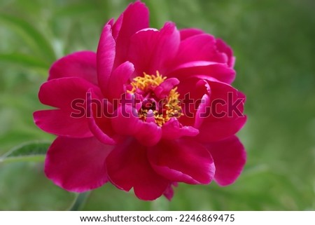 Pink Peonies in the garden. Blooming pink Peony. Closeup of beautiful pink Peony flower. Natural floral background.  Paeoniaceae. Copy space. Valentine's day. Floral background. Flower petals. Summer
