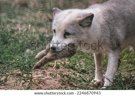 polar wolf eating a rabbit