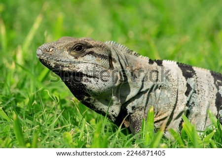 Mexican (or western) spiny-tailed iguana, or stenosaura pectinata, is looking from the grass in a sunny day. Mexico.