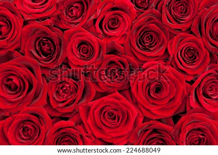 beautiful red roses Royalty-Free Stock Photo #224688049
