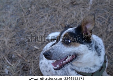 White, black brown spotted heeler cattle dog sitting down with pink tongue out and a  harness on