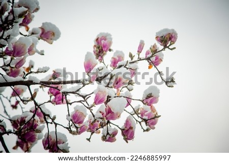 frozen rare flower magnolia sulanja, under the spring snow,spoiled