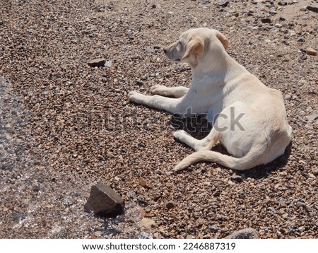 Stray Dog Hanging around on the Beach