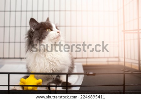 lost yard gray-white cat sits in an open cage in a shelter and looks up at mine space