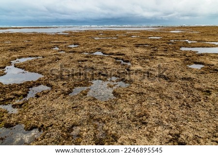 coral reef in the Indian Ocean near the shore at low tide. many marine organisms live in it