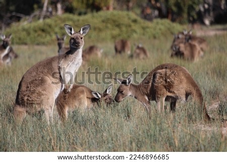 Kangaroos grazing in a grassy paddock.