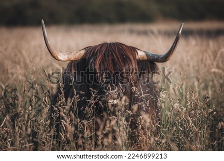 Picture of a bull in the field