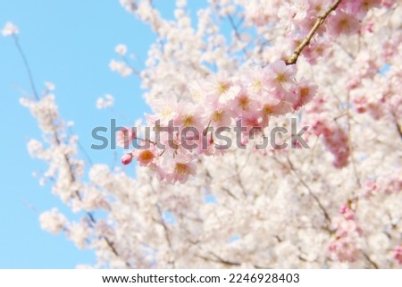 cherry blossoms and weeping cherry