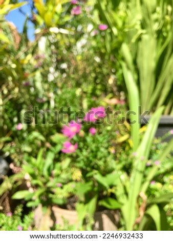 bokeh background of flowers and green leaves in the yard
