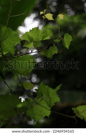 picture of green leaves in the morning
