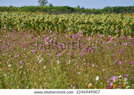 landscape view of a cosmos flower field. sensitive focus