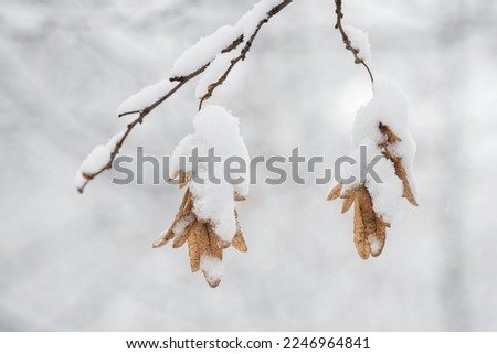 Snow on the fruits of the hornbeam on a twig.