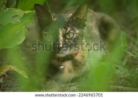 Portrait of the beautiful cat animal  