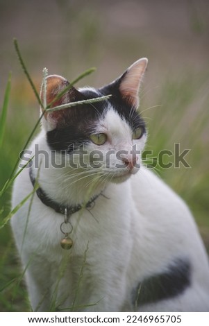 Portrait of the beautiful cat animal  