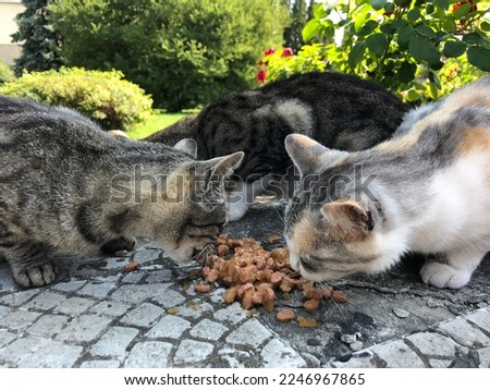 Macro photo eating cats. Stock photo eating animal kittens background
