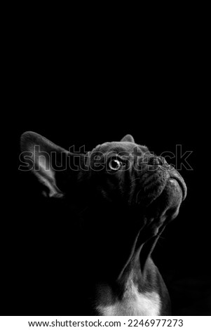 Portrait of Black French Bulldog on black background Royalty-Free Stock Photo #2246977273