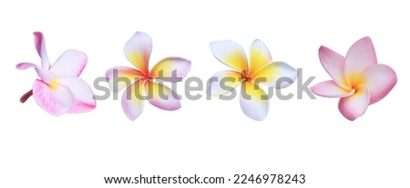 Plumeria or Frangipani or Temple tree flower. Collection of pink plumeria flowers isolated on white background. Royalty-Free Stock Photo #2246978243