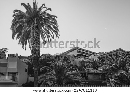 Palm trees and city skyline over the buildings in La Jolla Cove at sunset, Village of La Jolla, Southern California, USA, retro-style black and white photo