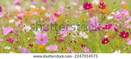 Cosmos flowers blooming in garden Royalty-Free Stock Photo #2247014573