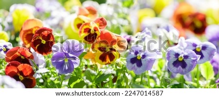 colorful pansy flowers in a garden Royalty-Free Stock Photo #2247014587