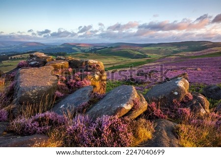 Vibrant purple heather illuminated by the setting sun at Millstone Edge near Hathersage in the Peak District National Park, Derbyshire. Royalty-Free Stock Photo #2247040699