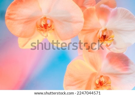 Floral background of tropical orchids. Close up orchids in soft mixed pastel color style. Pink, blue and peach palette. Selective focus. Color of the 2024 year