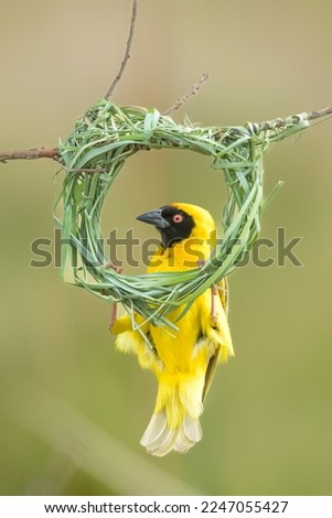 Southern Masked Weaver building nest agains good background Royalty-Free Stock Photo #2247055427