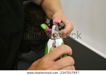 Dog paw and nail clipper in woman hands of groomer. Polish claws, trimming, cutting, clipping, manicure of pets concept. Animal hygiene care. Professional beauty procedure in grooming salon. Close-up