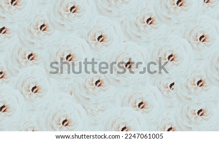white color  rose  flower pattern background