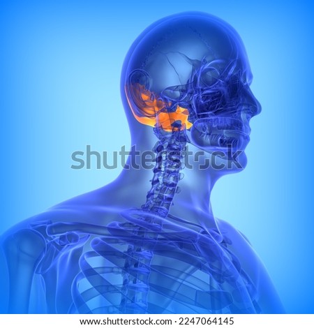 human Occipital concha bone anatomy medical illustration.3D