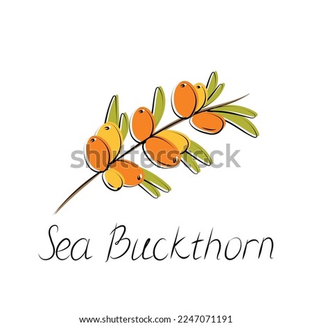 Sea buckthorn branch. Hippophae berries with leaves. Vector illustration
