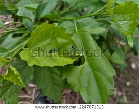 photo of a caterpillar eating leaves
