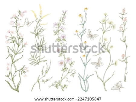 Wild flowers and butterflies Clip art, set of elements for design Vector illustration. In botanical style