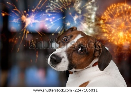 Cute domestic dog looking on the fireworks Royalty-Free Stock Photo #2247106811