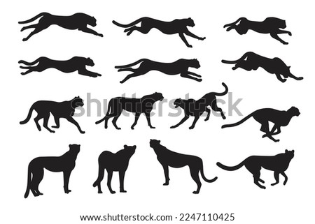 Cheetah collection. Vector illustration of cheetah in pose actions: lies, sitting, standing, walking and running. Isolated on white vector Royalty-Free Stock Photo #2247110425