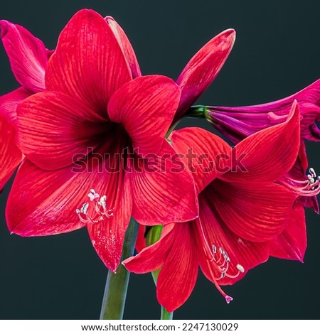 Noisy white pollen on red petals. Amaryllis or Hippeastrum red blossom, close up. Beautiful Red Amaryllis flower.